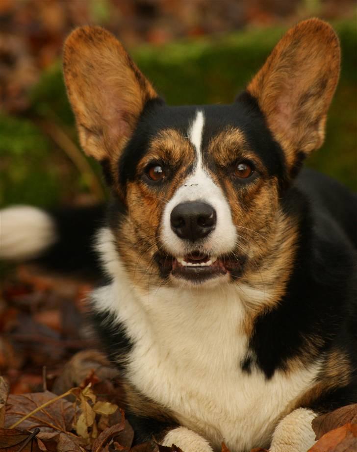 Welsh corgi cardigan Team Ulrich's Haps - hej, jeg er Haps men i daglig tale bailey :D HUSK HG FORVRINGER BILLEDKVALITETEN VOLDSOMT! efteråret 09. YNGLINGS BILLEDER EVER! billede 1