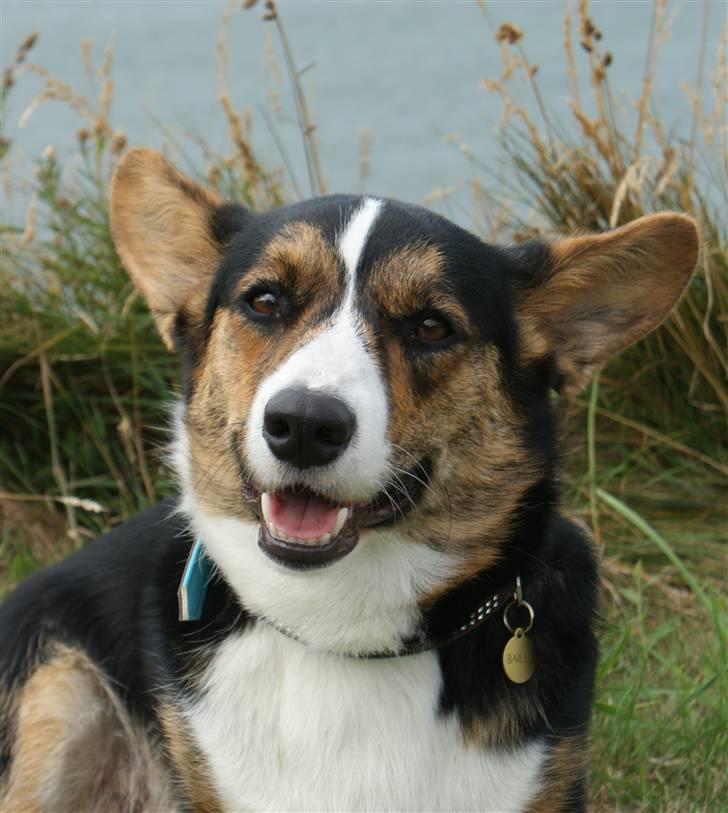 Welsh corgi cardigan Team Ulrich's Haps - bailey ved toldhuset ved limfjorden 09.. billede 2