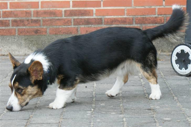 Welsh corgi cardigan Team Ulrich's Haps - der skal snusses til det hele! billede 3