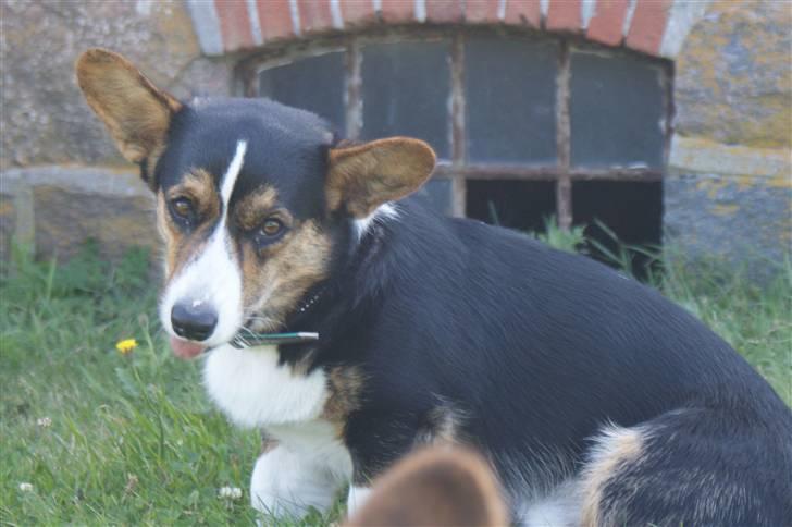 Welsh corgi cardigan Team Ulrich's Haps - bøve bailey xD billede 4