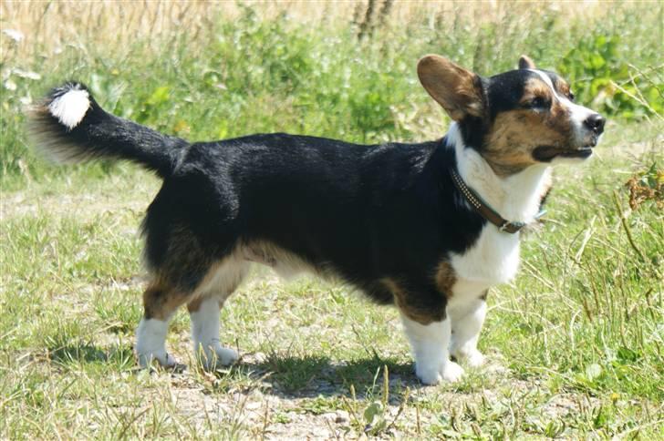 Welsh corgi cardigan Team Ulrich's Haps - ude og gå tur, ned mod fjorden..LÆXI bailey :D 09 billede 6