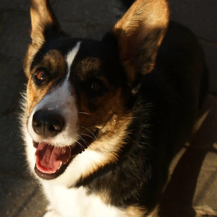 Welsh corgi cardigan Team Ulrich's Haps - jeg er så fotogen xD  billede 7