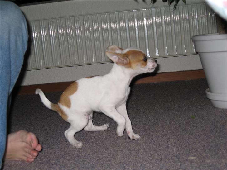 Chihuahua Pontus billede 1