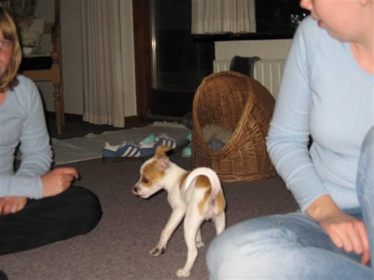 Chihuahua Pontus billede 2