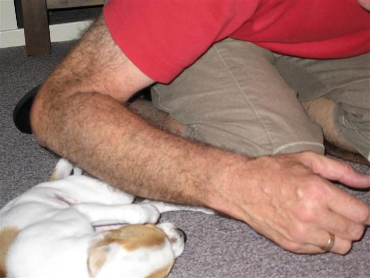 Chihuahua Pontus billede 4