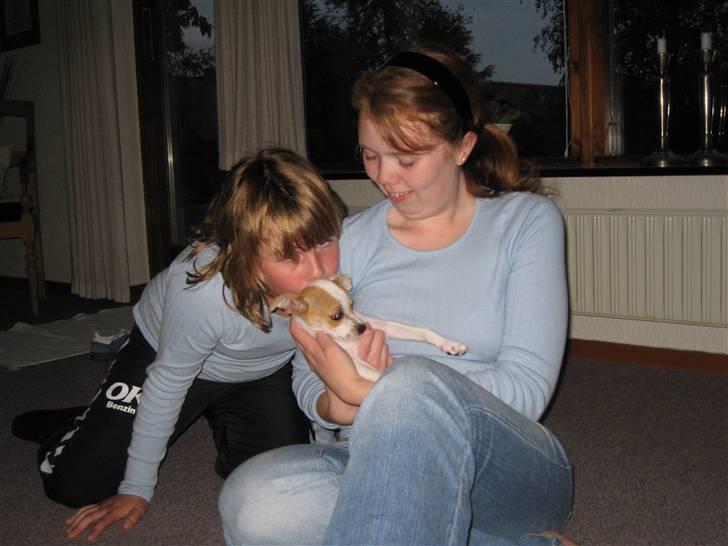 Chihuahua Pontus billede 5