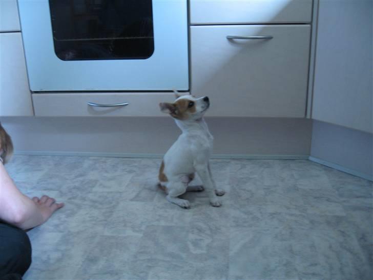 Chihuahua Pontus billede 6