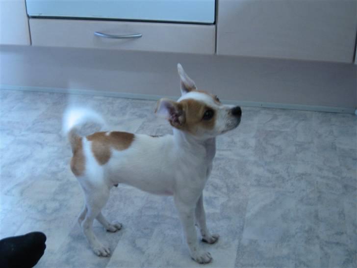 Chihuahua Pontus billede 7