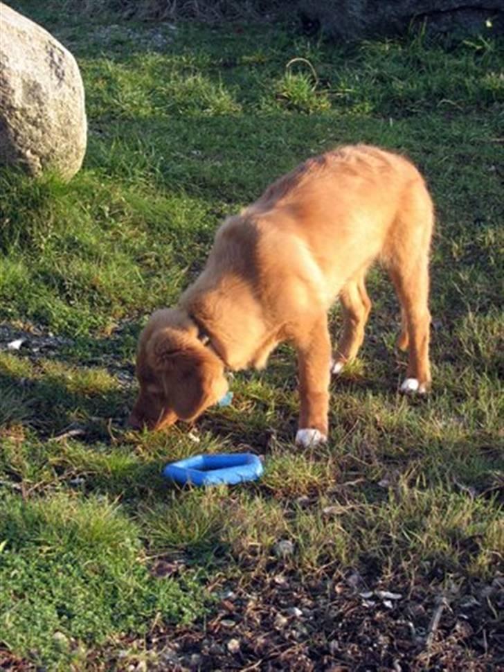Nova scotia duck tolling retriever Haldor *DØD* billede 1
