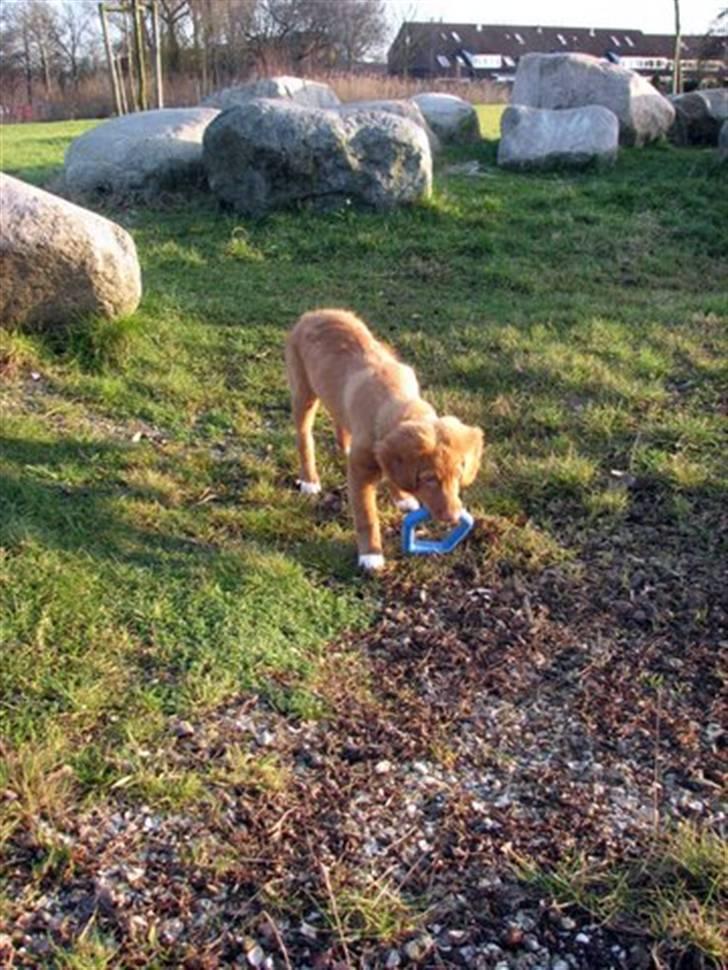 Nova scotia duck tolling retriever Haldor *DØD* billede 2