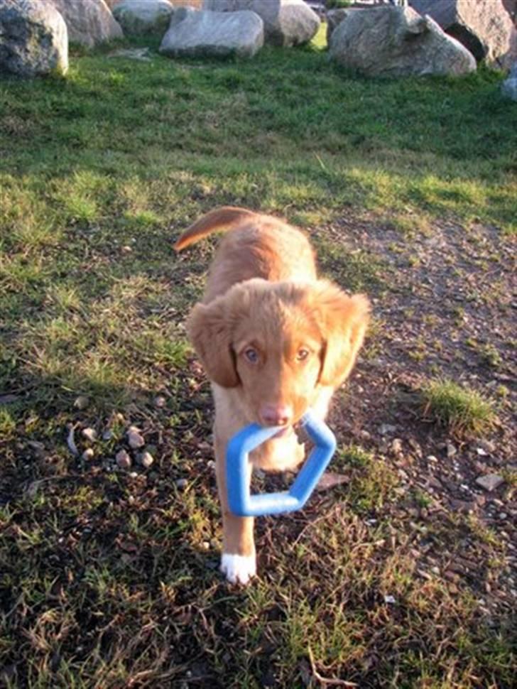 Nova scotia duck tolling retriever Haldor *DØD* billede 3