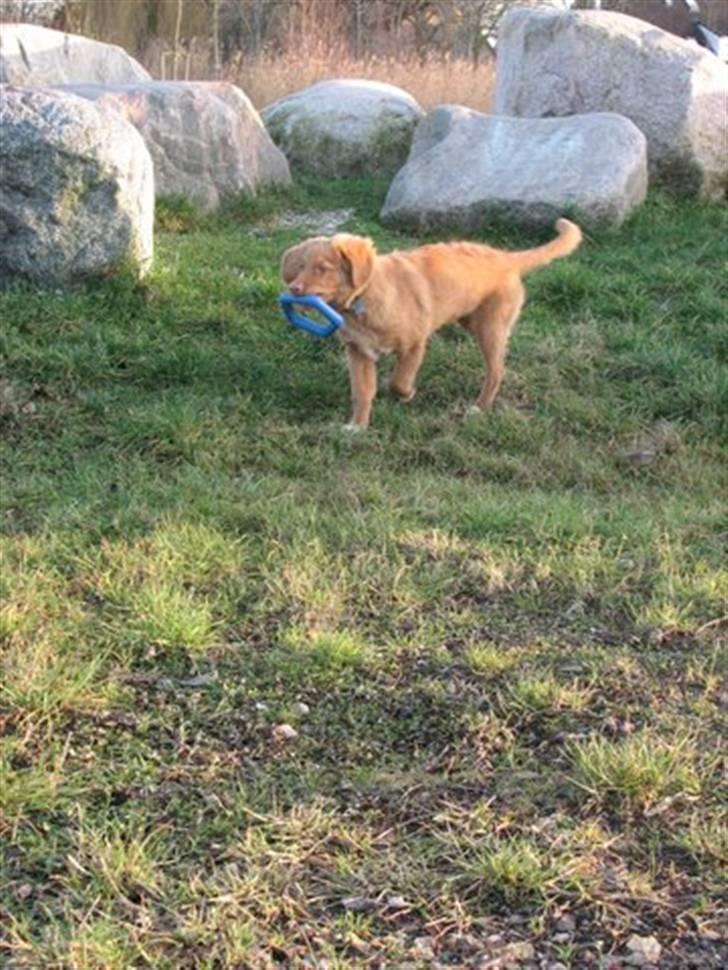 Nova scotia duck tolling retriever Haldor *DØD* billede 5