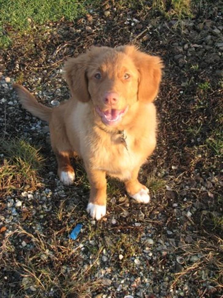 Nova scotia duck tolling retriever Haldor *DØD* billede 6