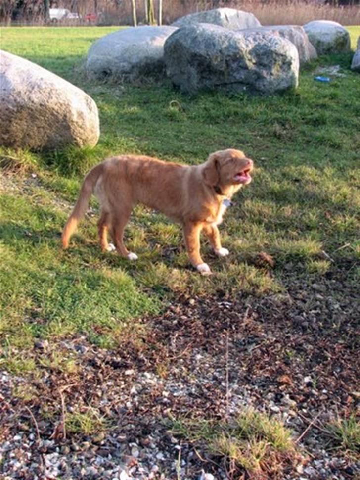 Nova scotia duck tolling retriever Haldor *DØD* billede 7