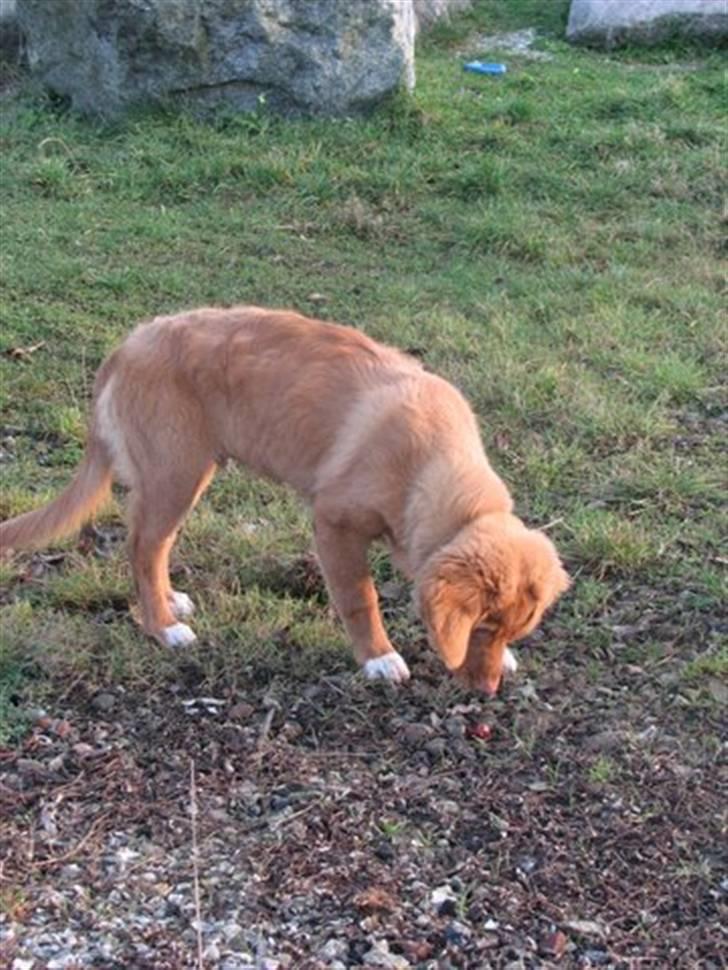 Nova scotia duck tolling retriever Haldor *DØD* billede 8
