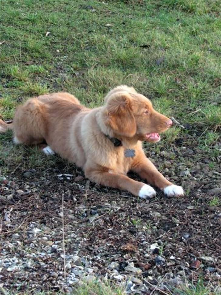 Nova scotia duck tolling retriever Haldor *DØD* billede 9