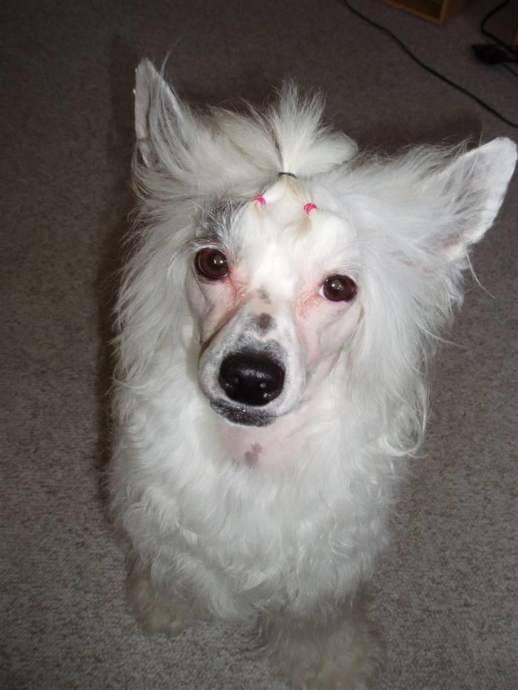 Chinese crested powder puff Inya dreams C'est La Vie - såå ser man fin ud efter et bad!! billede 1