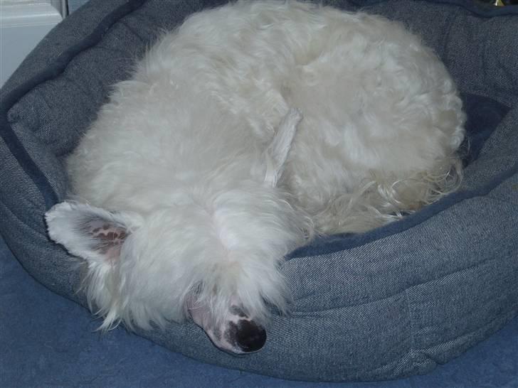 Chinese crested powder puff Inya dreams C'est La Vie billede 2