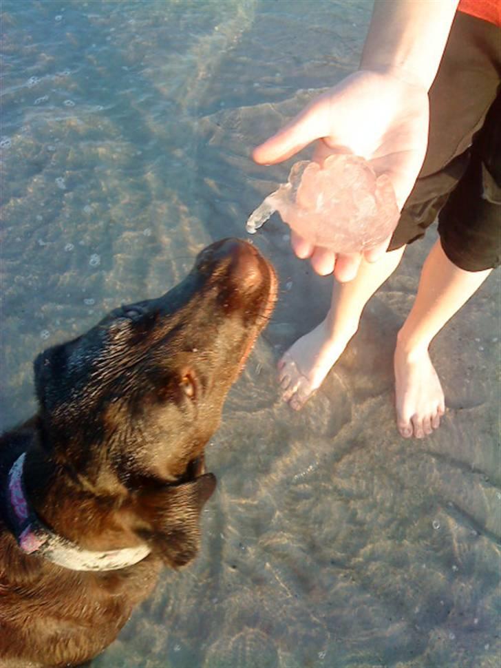 Labrador retriever Nelly - Mums vandmand! billede 4