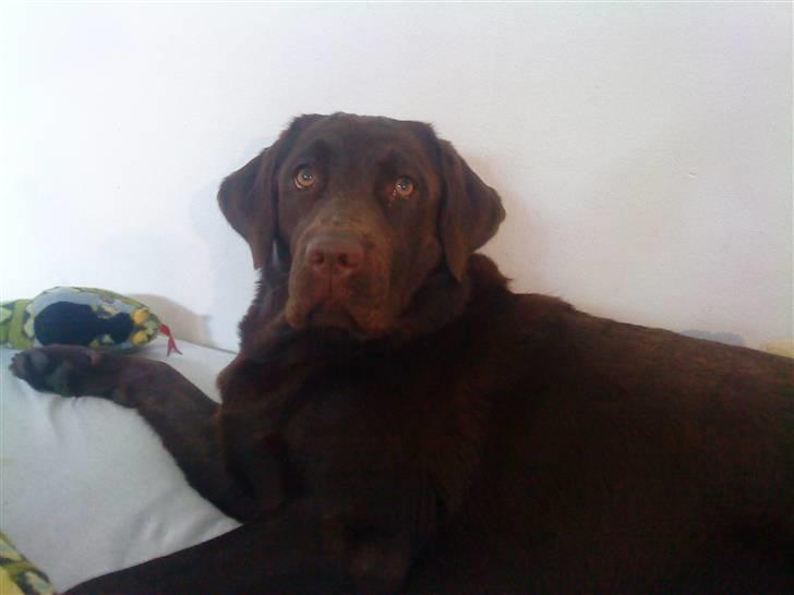 Labrador retriever Nelly - Hva såå :D billede 5