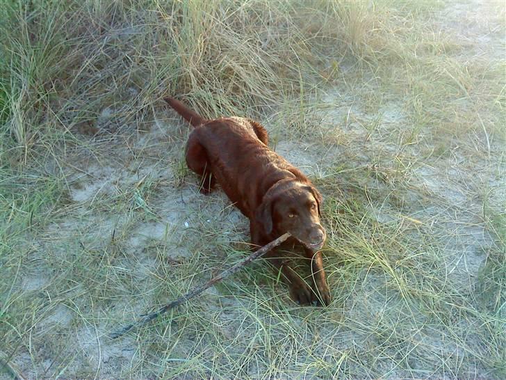Labrador retriever Nelly - PIND !! <33 billede 6