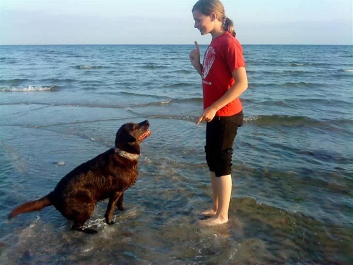 Labrador retriever Nelly - Sit smukke? :D billede 8