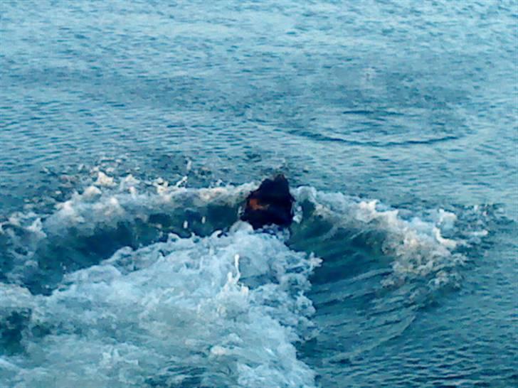 Labrador retriever Nelly - Motor båd! <3 billede 9