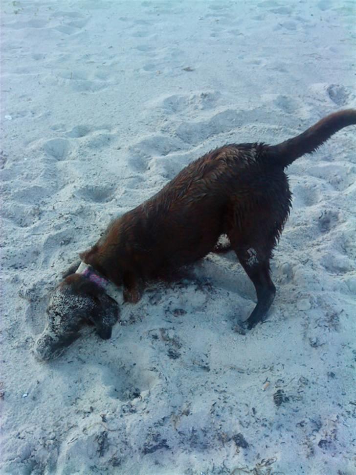 Labrador retriever Nelly - Man skal selvfølgelig grisse sig til ... billede 10