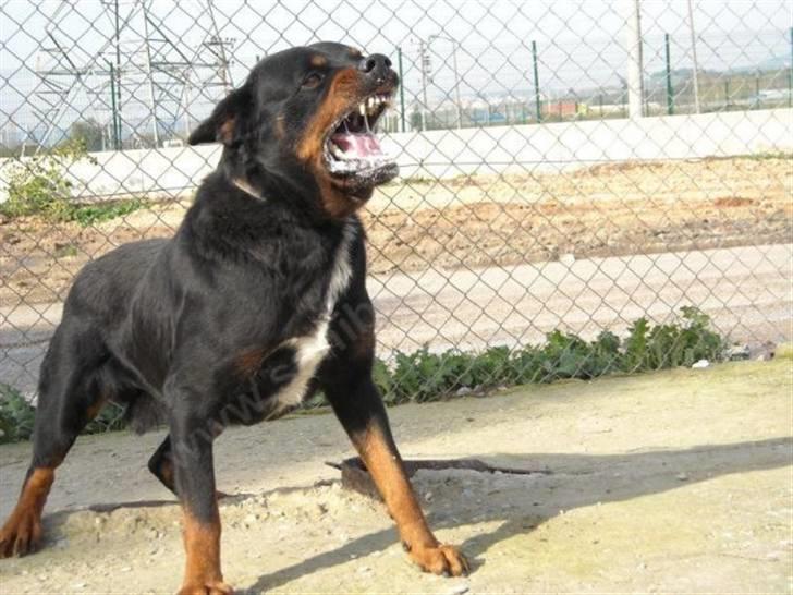 Rottweiler Disel (R.I.P ) billede 13