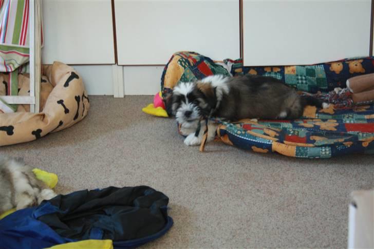 Lhasa apso Rubin billede 18