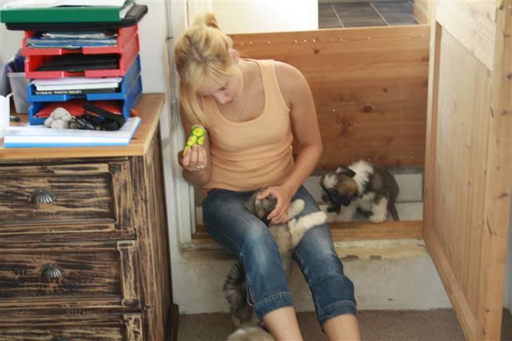 Lhasa apso Rubin billede 19