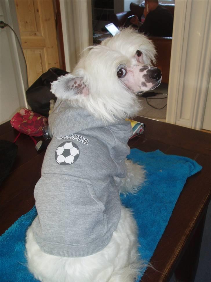 Chinese crested powder puff Inya dreams C'est La Vie billede 3