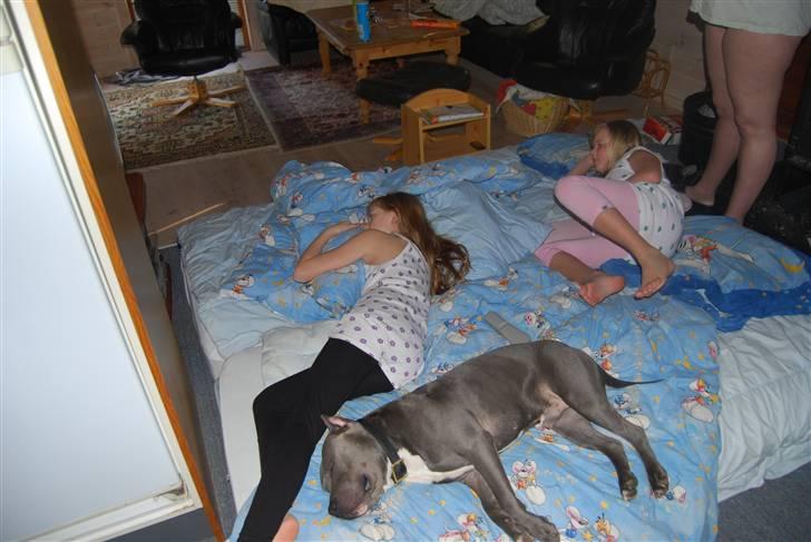 Amerikansk staffordshire terrier vato billede 1