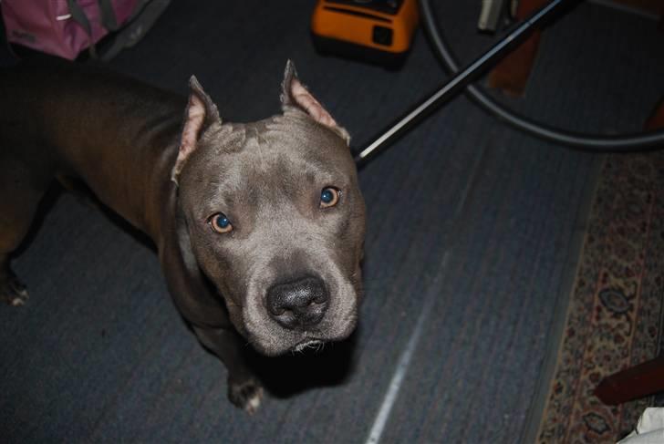 Amerikansk staffordshire terrier vato billede 2