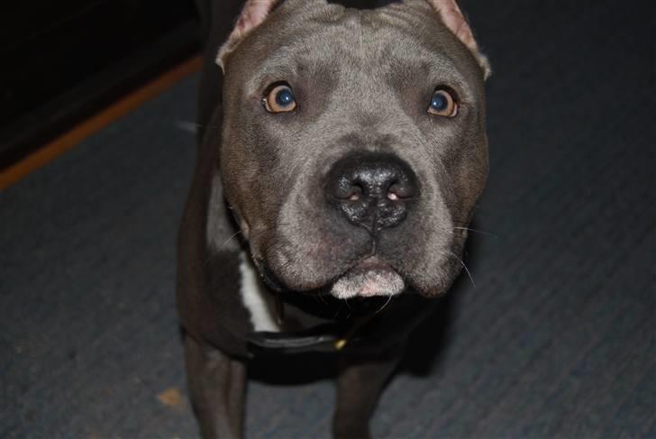 Amerikansk staffordshire terrier vato billede 3