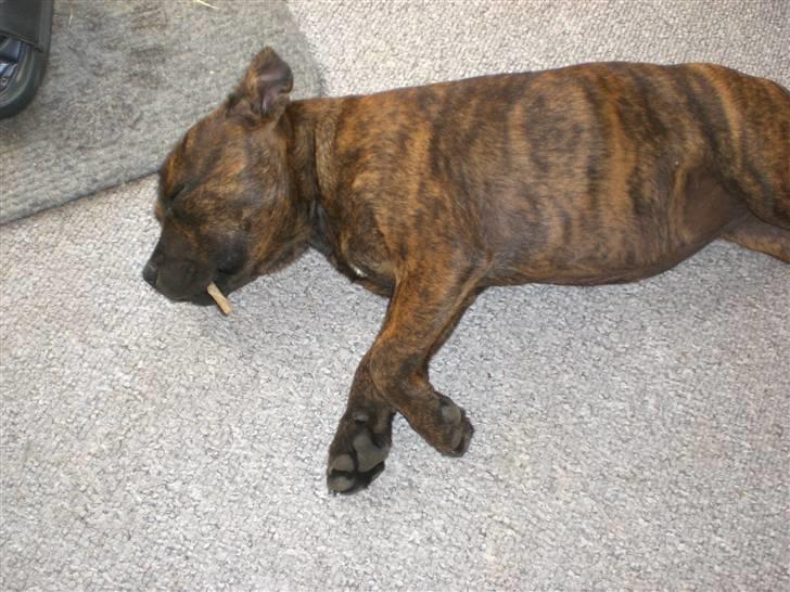 Staffordshire bull terrier Freya billede 12