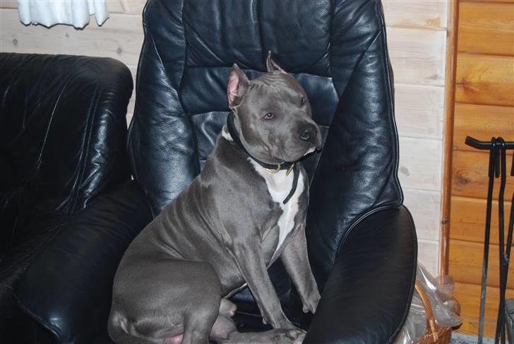 Amerikansk staffordshire terrier vato billede 4