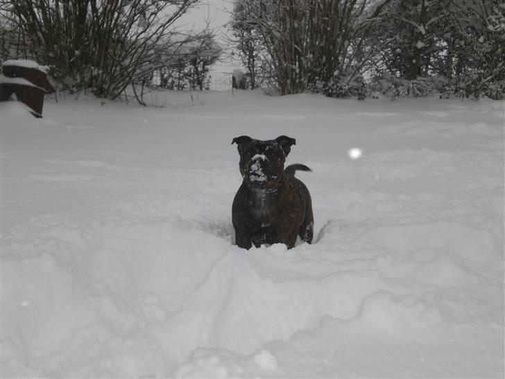 Staffordshire bull terrier Freya billede 13