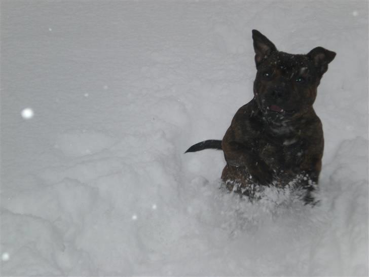 Staffordshire bull terrier Freya billede 14