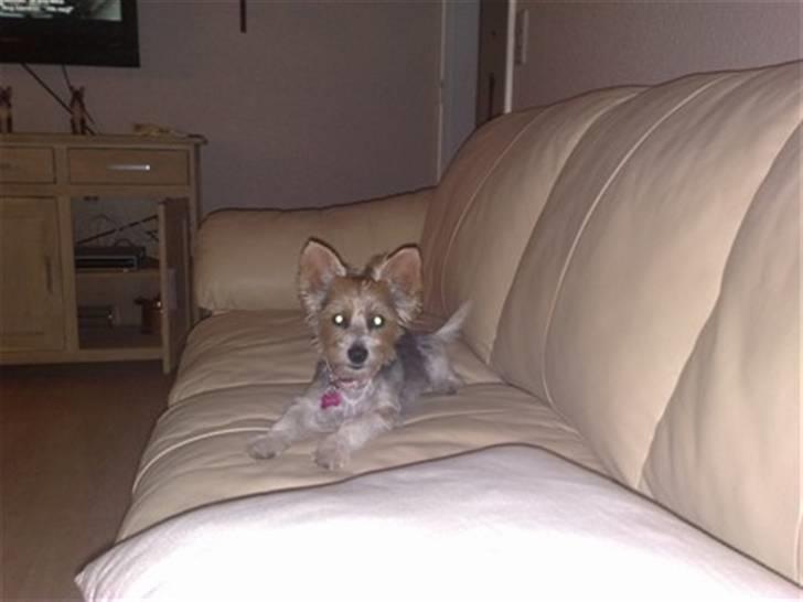 Biewer yorkshire terrier * Baby Doll * - Baby har lige været ved hundefrisør :-) billede 11