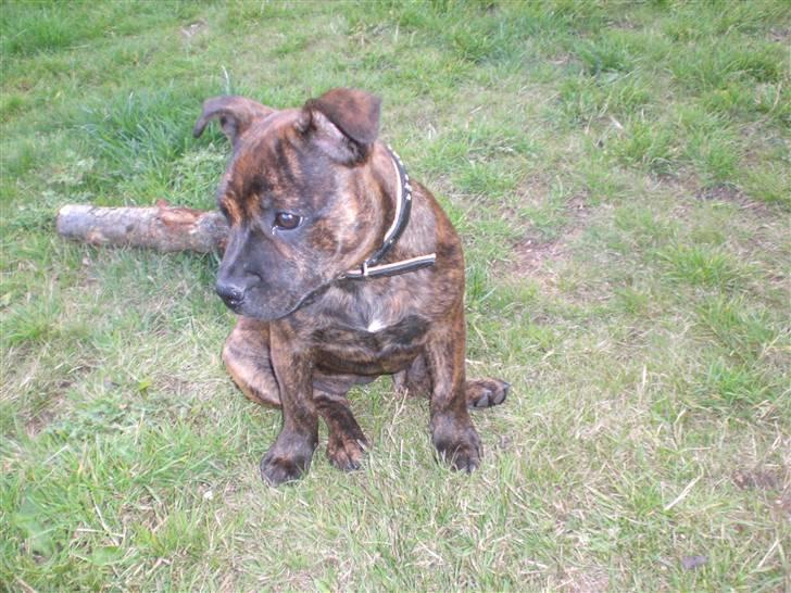 Staffordshire bull terrier Freya billede 17
