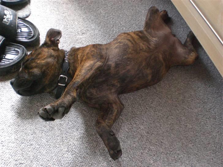 Staffordshire bull terrier Freya billede 18