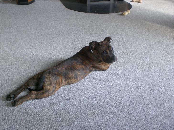 Staffordshire bull terrier Freya billede 19
