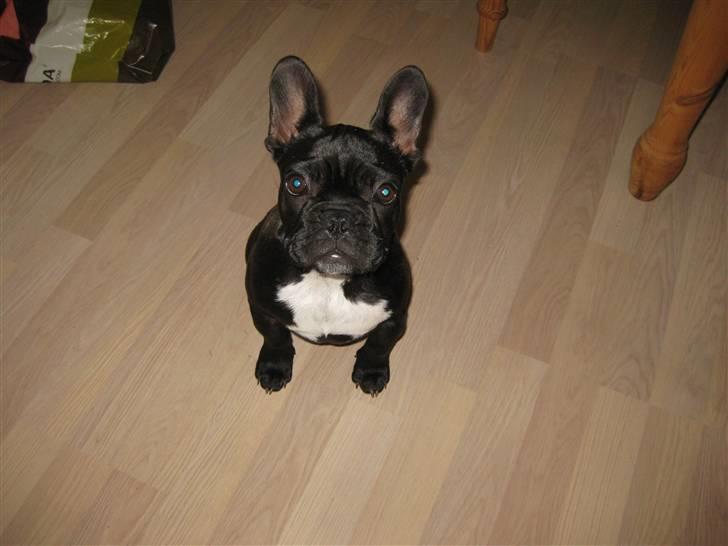 Fransk bulldog Daisy billede 11