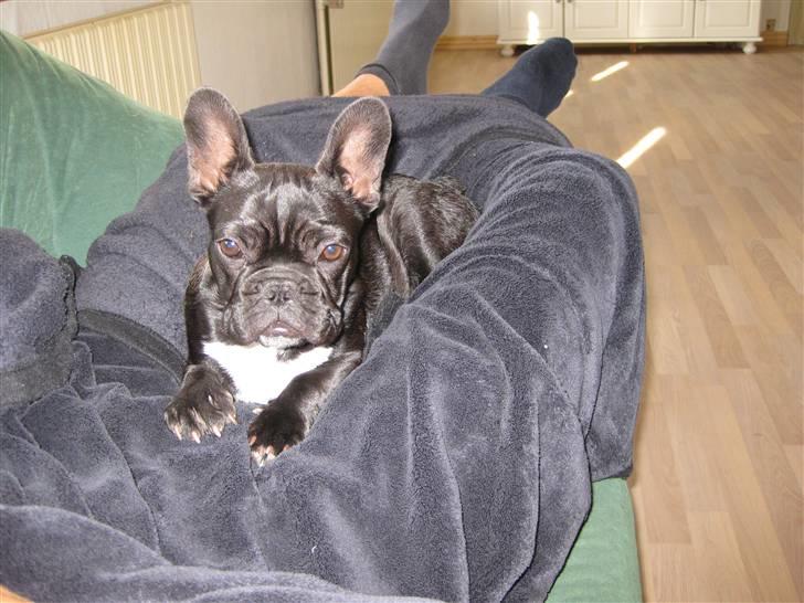 Fransk bulldog Daisy billede 12