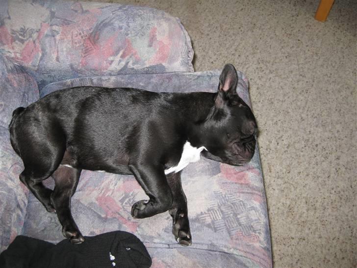 Fransk bulldog Daisy billede 13