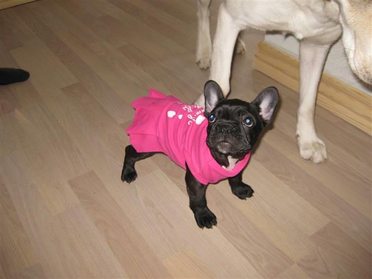 Fransk bulldog Daisy billede 14
