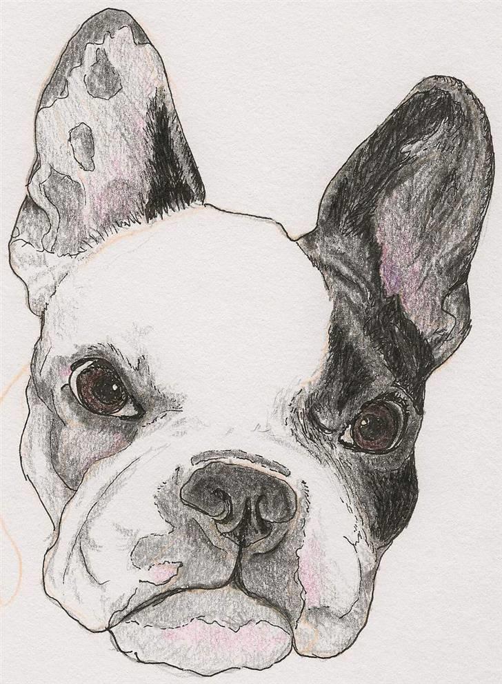 Fransk bulldog *Mimi* *Himmelhund* - Super talentfulde Stine P. har lavet denne flotte tegning af Mimse-gøj, wauw:)) billede 20