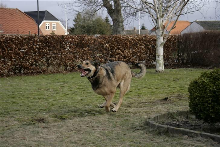 Blanding af racer | Rex *Charmetrolden* - Taget af: Michael Møller - MM foto micmoe.dk billede 9