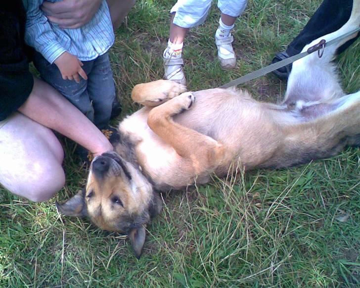 Blanding af racer | Rex *Charmetrolden* - Billede fra første gang jeg så ham, på Randers internat 13/7 - 09 billede 12